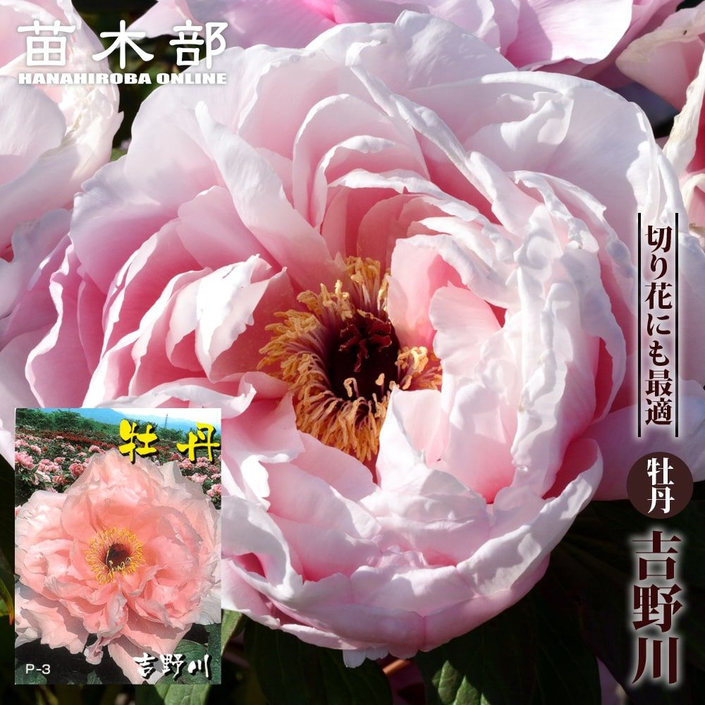 ڵʥ襷Υˡ ʥԥ󥯿 ð 2ǯ 6楹åȭ