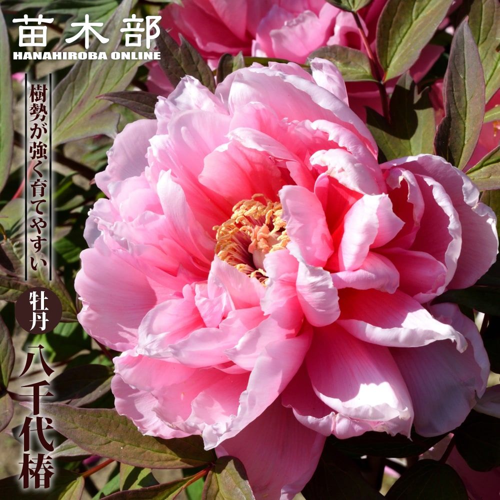 【八千代椿】 (ピンク色) 牡丹 2年生 6号スリット鉢植え