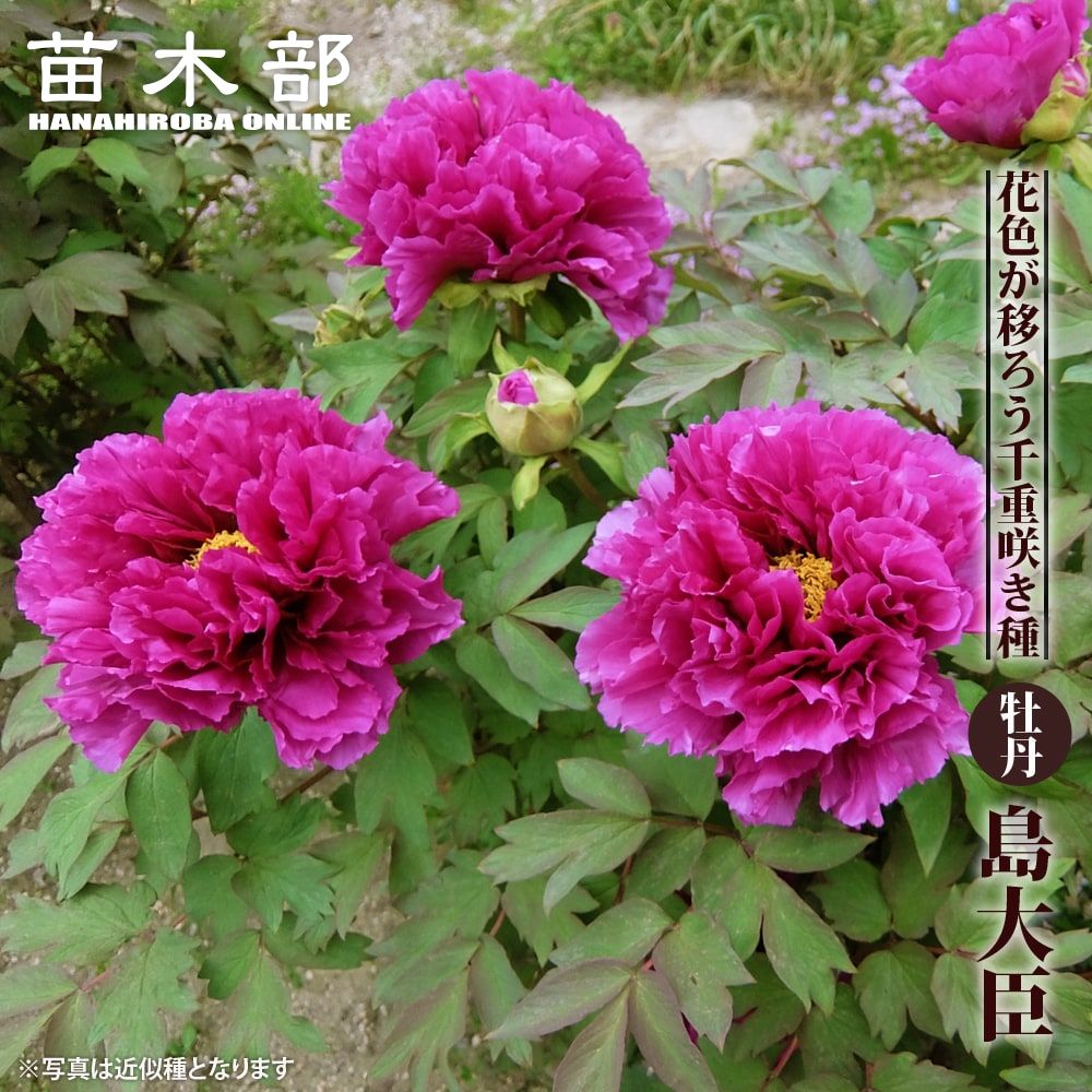 【島大臣】 (赤紫色) 牡丹 2年生 6号スリット鉢植え