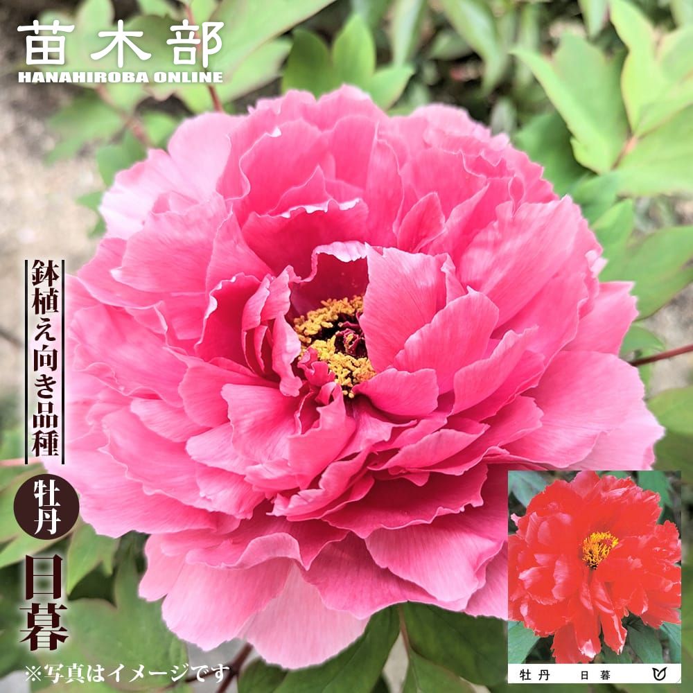  ʥҥ饷ˡ ð 2ǯ 6楹åȭ