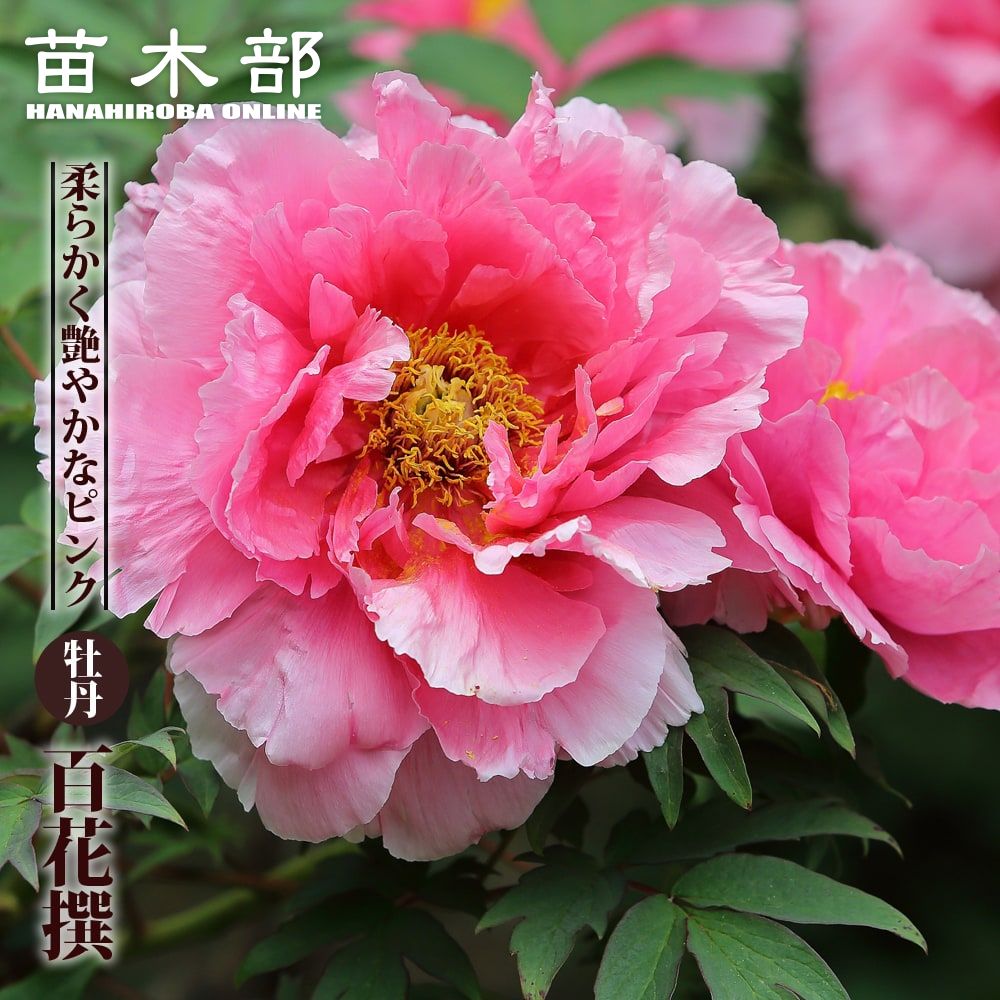 ɴ ʥԥ󥯿 ð 2ǯ 6楹åȭ