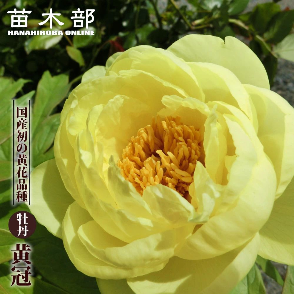 【黄冠】 (黄色) 牡丹 2年生 6号スリット鉢植え