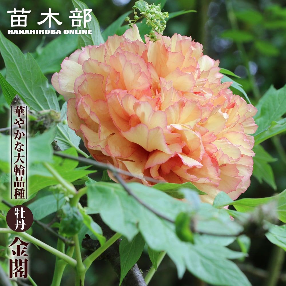 【金閣】 (黄色) 牡丹 2年生 6号スリット鉢植え