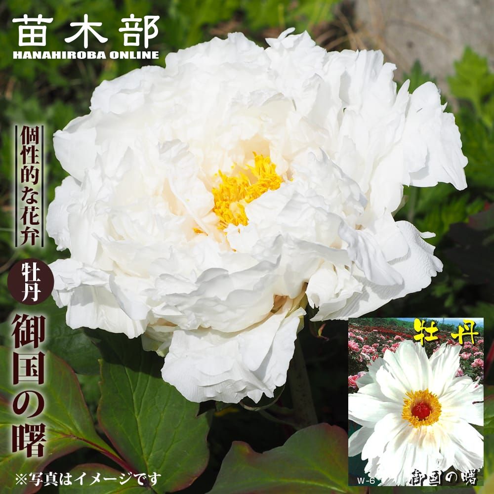 【御国の曙(ミクニノアケボノ)】 牡丹 2年生 6号スリット鉢植え