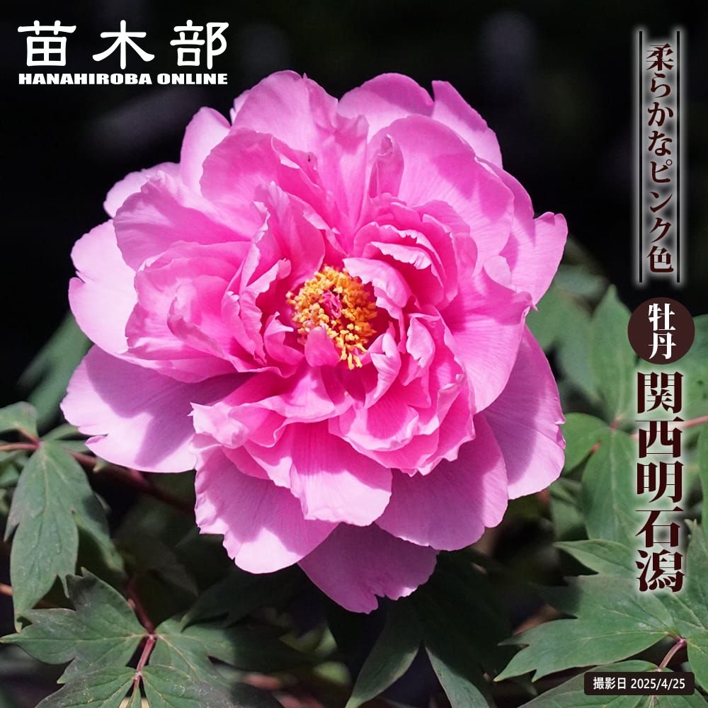 ڴг ʥԥ󥯿 ð 2ǯ 6楹åȭ