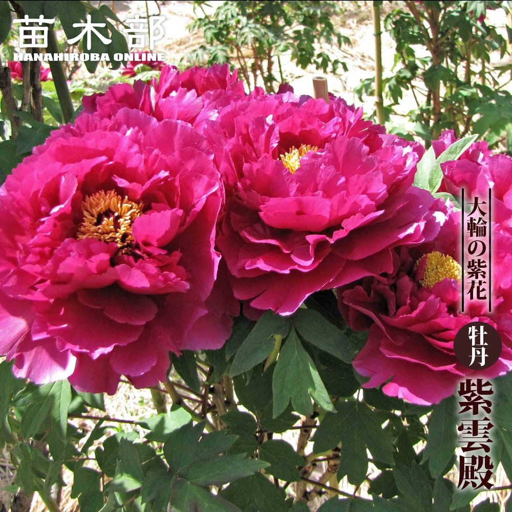 【紫雲殿】 (濃赤紫色) 牡丹 2年生 6号スリット鉢植え