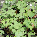ボタンボウフウ 3号ポット苗