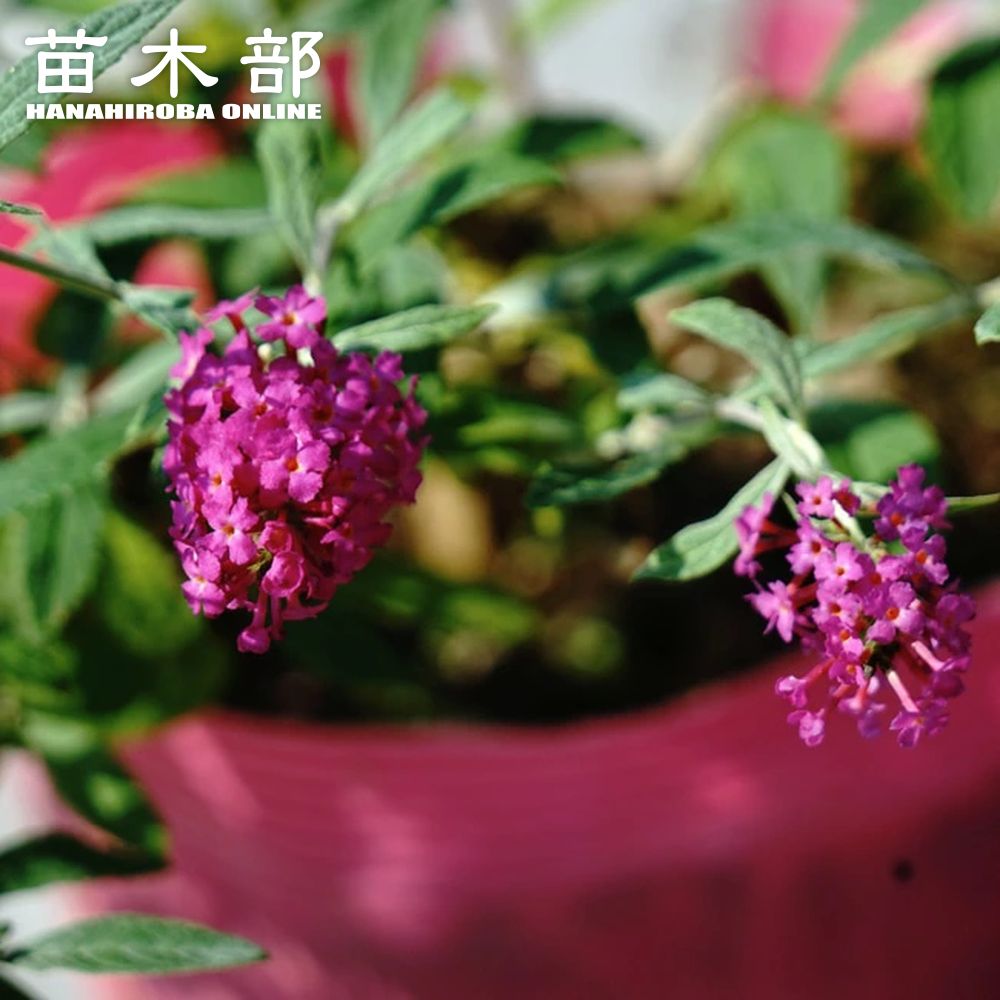 ブッドレア 紅姫の商品画像