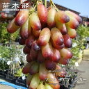 【マニキュアフィンガー】 ぶどう 1年生接木苗 ウィルスフリー 【予約販売】12月~翌年1月頃入荷予定