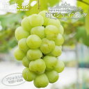 【瀬戸ジャイアンツ】 ぶどう 1年生接木苗 ウィルスフリー 【予約販売】12月~翌年1月頃入荷予定