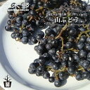 【山ぶどう】 1年生接木苗 ウィルスフリー 【予約販売】12月~翌年1月頃入荷予定