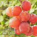 【安芸クイーン】 ぶどう 1年生接木苗 ウィルスフリー 【予約販売】12月~翌年1月頃入荷予定
