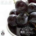 【藤稔】 ぶどう 1年生接木苗 ウィルスフリー 【予約販売】12月~翌年1月頃入荷予定