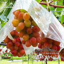 【甲斐路】 ぶどう 1年生接木苗 ウィルスフリー 【予約販売】12月~翌年1月頃入荷予定
