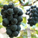 【ブラックビート】 ぶどう 1年生接木苗 ウィルスフリー 【予約販売】12月~翌年1月頃入荷予定