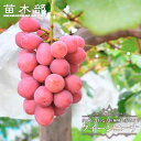 【クイーンニーナ】 ぶどう 1年生挿し木苗 登録品種・品種登録 【予約販売】12月〜翌年1月頃入荷予定