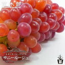 【サニールージュ】 ぶどう 1年生接木苗 ウィルスフリー