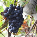 【マスカットベリーA】 ぶどう 1年生接木苗 ウィルスフリー 【予約販売】12月~翌年1月頃入荷予定