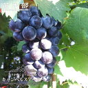 【キャンベルアーリー】 ぶどう 1年生挿木苗