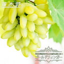 【ゴールドフィンガー】 ぶどう 1年生挿木苗 【予約販売】11〜12月頃入荷予定