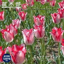 【ビューティートレンド】 チューリップ 球根 (3球入り) (植え付け時期12月下旬まで) 【予約販売】10月中旬頃入荷予定