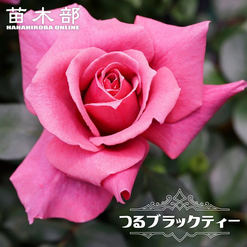 つるバラ 【つるブラックティー】 2年生大苗 【予約販売】12月～翌年1月頃入荷予定