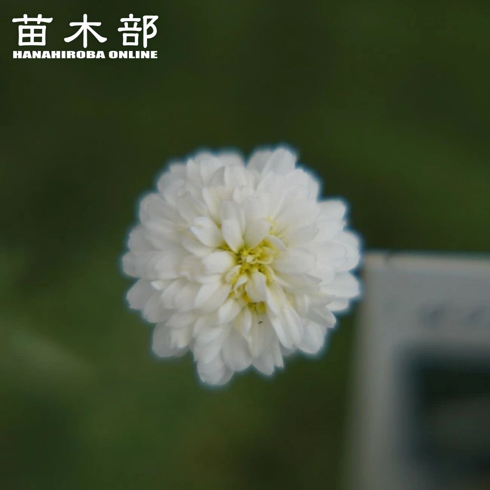 ハーブ 【ダブルフラワーカモミール】 3号ポット苗