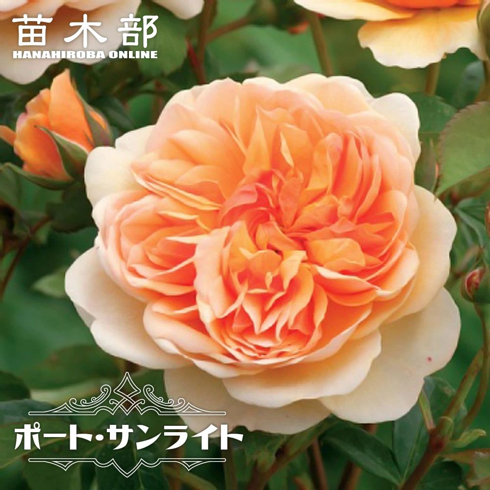 楽天スーパーセール対象商品 四季咲きバラ苗 【ポート サンライト】 6号ポット 2年生大苗 登録品種・品..