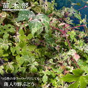 斑入りノブドウ エレガンス 3号ポット苗 (野ぶどう)