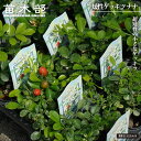 9月3日20時からのセール対象商品 極矮性 ゲッキツ 【ナナ】 3号ポット苗