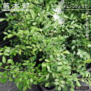 9月3日20時からのセール対象商品 ゲッキツ 【オレンジジャスミン】 5号鉢植え