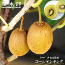 キウイ 苗木セット 【ゴールデンキング】 黄色系メス 1年生接木苗 単品 or 受粉樹セット 【予約販売】12月〜翌年1月頃入荷予定