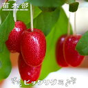 グミ 【ビックリグミ】 3年生 8号ポット苗 【予約販売】10~11月頃入荷予定