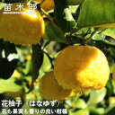 柚子 苗木 【花柚子 (はなゆ)】 一才ゆず 1年生接木苗 【予約販売】10~11月頃入荷予定