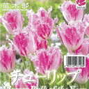 9月3日20時からのセール対象商品 富山産チューリップ 【ハウステンボス】 球根 (3球入り) (植え付け時期12月下旬まで) 【予約販売】9月下旬以降入荷予定