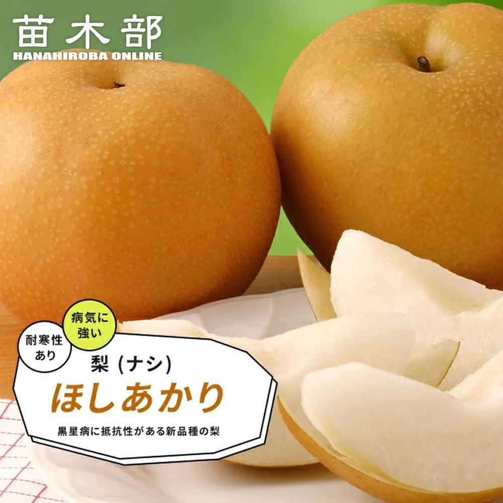 梨 苗木 【ほしあかり】 3年生接木苗 登録品種・品種登録