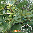 いちじく 【グッドー】 1年生 挿し木苗