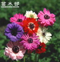9月3日20時からのセール対象商品 【アネモネ】 八重咲き 混合 ミックス 25ml 球根 (植え付け時期12月下旬まで)