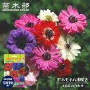 【アネモネ】 八重咲き混合 (50ml) 球根 (植え付け時期12月下旬まで)