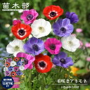 【アネモネ】 一重咲き 混合 (50ml) 球根 (植え付け時期12月下旬まで)