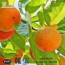 柿の苗木 【麗玉】 完全甘柿 1年生接木苗 登録品種・品種登録