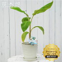 観葉植物に!バナナの木 【アイスクリームブルーバナナ】 フレグラーポット大苗 鉢植え 受け皿付き 沖縄県産 熱帯果樹 贈り物