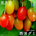 西洋グミ 2年生苗 果樹苗木 【観賞花木】 【予約販売】10〜11月頃入荷予定