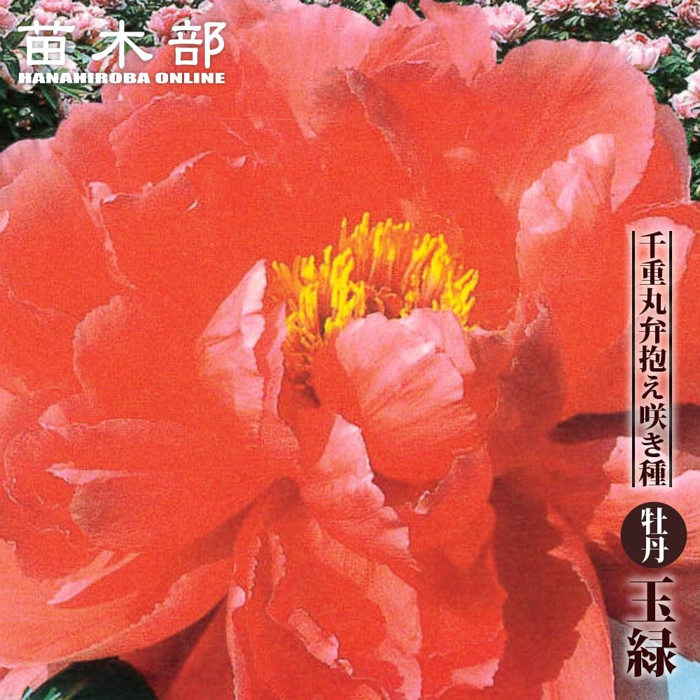 【牡丹】 (紅色) 玉緑 (たまみどり) 2年生 6号スリット鉢植え