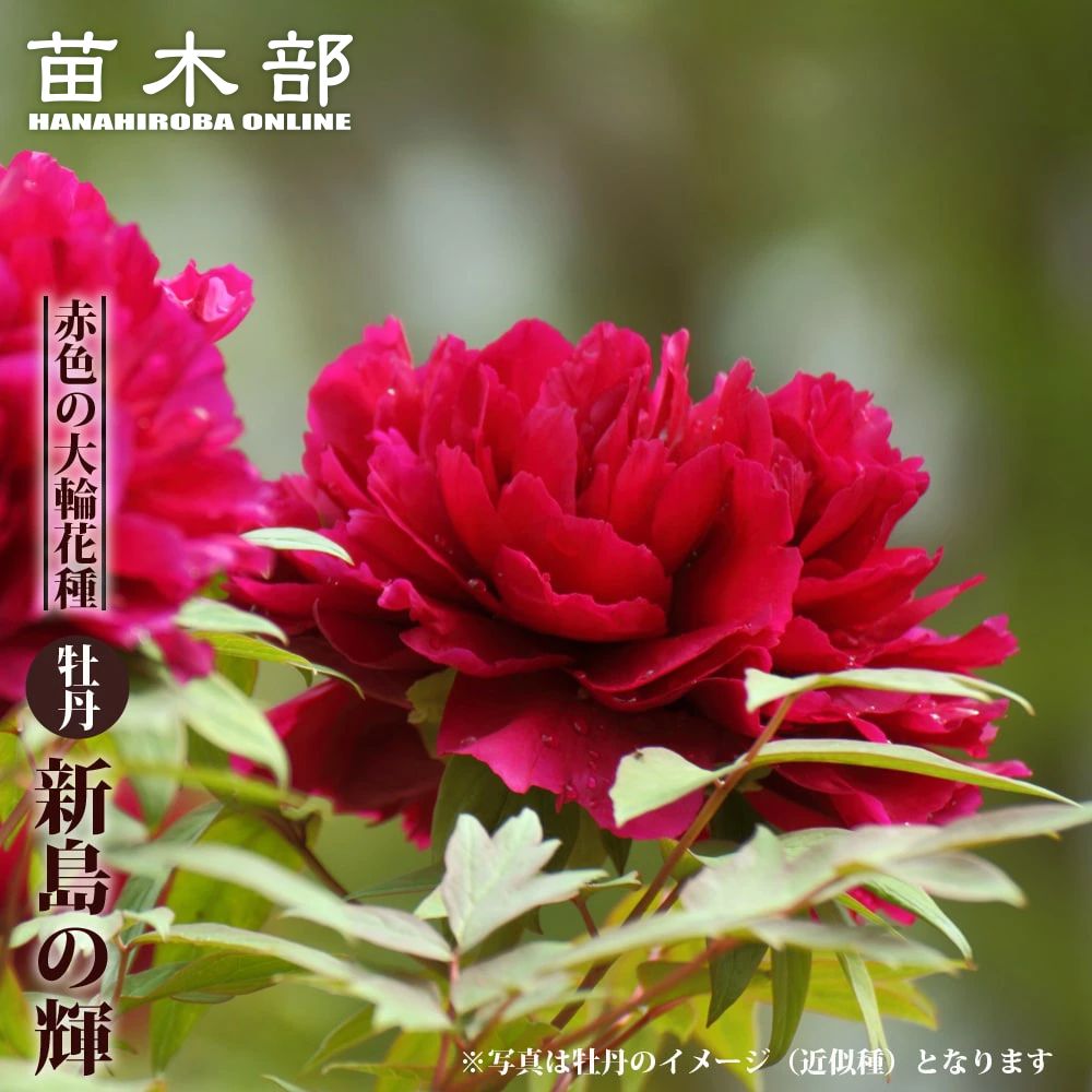 【牡丹】 (紅色) 新島の輝 2年生 6号スリット鉢植え ぼたん