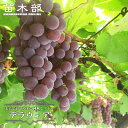 【デラウェア】 ぶどう 1年生挿木苗 【予約販売】11~12月頃入荷予定