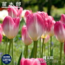 富山産チューリップ 【桃太郎】 球根 (3球入) (植え付け時期12月下旬まで) 【予約販売】9月下旬以降入荷予定