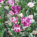 富山産チューリップ 【紫雲(しうん)】 球根 (3球入り) (植え付け時期12月下旬まで) 【予約販売】9月下旬以降入荷予定