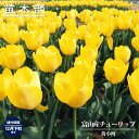 【球根】 富山産チューリップ 黄小町 【3球入】 (植え付け時期12月下旬まで) 【予約販売】9月下旬以降入荷予定