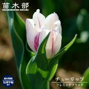 【球根】 チューリップ フレミングフラッグ 【3球入】(植え付け時期12月下旬まで) 【予約販売】10月中旬頃入荷予定